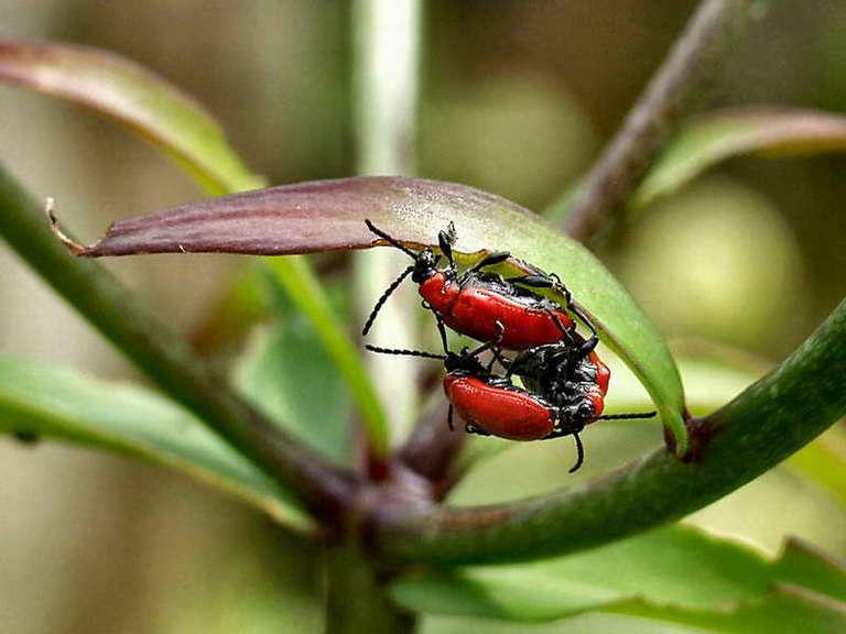 apodere du noisetier-02.jpg